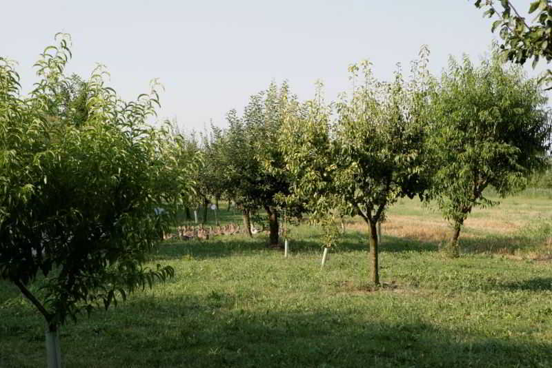 Relais Agrituristico Ormesani San Liberale Exterior foto